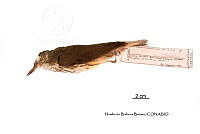 ME006 Aves 0669 Seiurus motacilla.jpg