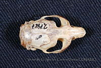 VMS-CD0027 Microtus oaxacensis.JPG