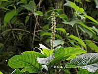 JF092 0365 Acalypha macrostachya.jpg