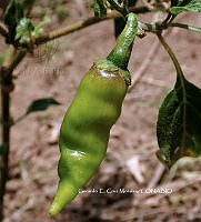 RG055 0123 Capsicum annuum.JPG