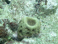 CGG0493 Geodia neptuni.JPG