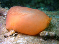 DP014-33 Berthellina ilisima.jpg