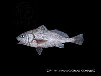 CICIMAR0543 Umbrina bussingi.jpg