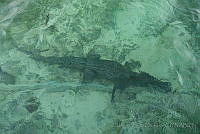 OAO0390 Crocodylus acutus.jpg