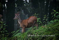 MN6F0311 Mazama temama.jpg