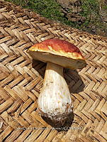 JCDJC 0013 Boletus pinophilus.jpg