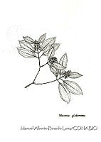 MARL0442 Miconia glaberrima.jpg