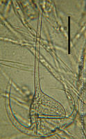 DJ017-14 Ceratium arietinum gracilientum.jpg