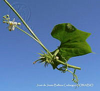 JJBC0210 Echinopepon horridus.JPG