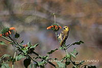 ZAPF0207 Icterus sp..jpg