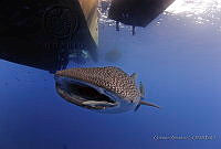 OAO0416 Rhincodon typus.tif