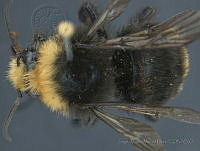 JAMR022 Bombus vosnesenskii.jpg