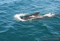 GEA0229 Globicephala macrorhynchus.jpg