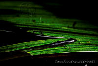 OAO0191 Anolis sericeus.jpg