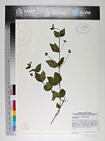 JAdNV0316 Lantana velutina.JPG