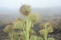 LAA046 Cirsium nivale.jpg