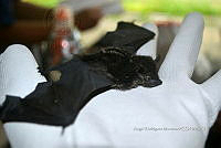 ME008 0320 Saccopteryx bilineata.jpg