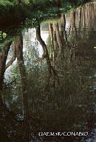 3R 01485 Reglejos en canales de Xochimilco.jpg