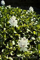 030 Pontederia crassipes.jpg