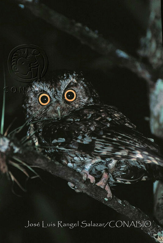 JLRS04%20Megascops%20barbarus.JPG.jieCjYn0MSXDV3thQA3g0JtbmFja29CbnFuZ3NAbXJ6LGtwZwA. hHNjx26Tl