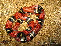 LCM0058 Lampropeltis triangulum.jpg