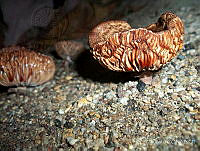 AP01 Russulaceae.jpg