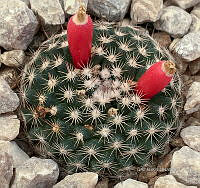 3R 00913 Mammillaria luethyi.jpg