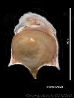 OAC0051 Cavolinia tridentata.jpg