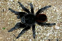 VHL0175 Brachypelma sp..jpg