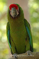 JCAD 004 Ara militaris.jpg