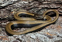 ECA0194 Coniophanes imperialis.jpg