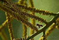 MLLO01 Apis mellifera.jpg