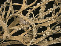 ABP189 Roccella peruensis.jpg