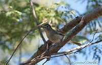 MGaves 2820 Vireo plumbeus.jpg