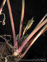 PTL0104 Apium graveolens.jpg