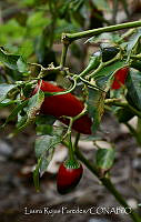LRP1083 Capsicum sp..jpg