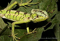 ECA0013 Laemanctus serratus.jpg