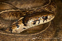 ECA0312 Thamnophis conanti.jpg