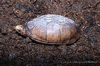 LCM0056 Kinosternon acutum.jpg