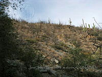 JJSE0305 Imuris, Sonora.JPG