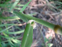 JVR0051 Chloris gayana.jpg