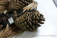 MASM06816 Pinus pringlei.jpg
