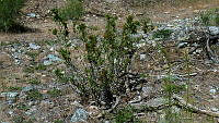 JJSE0023 Anisacanthus thurberi.JPG