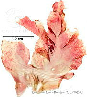 LDGR062 Rhodymenia hancockii.jpg