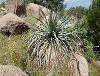 LI005 0130 Dasylirion gentryi.jpg