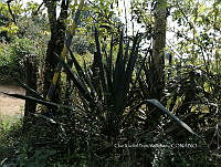 RG016 0709 Agave vivipara.jpg