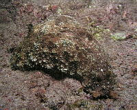 AEG0028 Dolabella auricularia.jpg