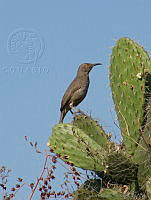 CGL2236 Toxostoma curvirostre.jpg