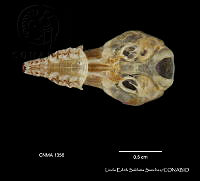 LESS 0064 Sorex saussurei ssp. saussurei.JPG