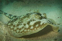 IDG1584 Urobatis jamaicensis.jpg